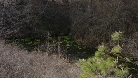Headwaters spring of the Metolius River with a young pine tree in the foreground Stock Footage 72518347