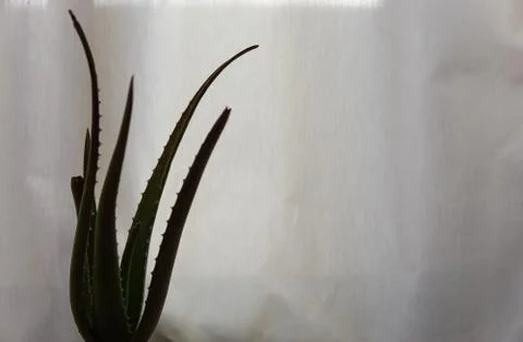 Healing aloe vera in front of white curtain Stock Photos