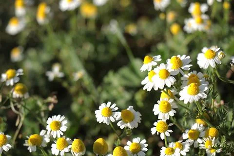 The healing chamomile Stock Photos