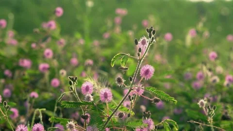 Healing empty shot footage of blooming flowers in summer with artistic mood Video stock 336842753