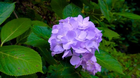 Healing Hydrangea Flowers in Japan Symbolizing Peace, Hope and Seasonal Beauty Stock Footage 337817049