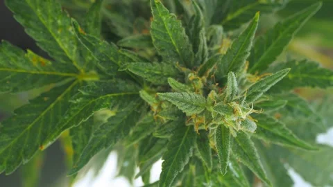 Healing marijuana leaf close-up. Curative trichomes sparkle. Vídeos de archivo 285038282