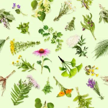 Healing plants with seamless pattern Stock Illustration