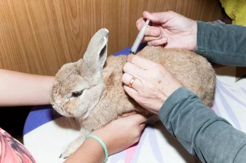Healing the rabbit Stock Photos