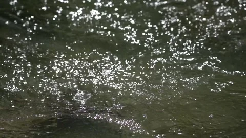 Healing summer sunshine, clear stream and river with light filtering through Vídeos de archivo 336842819