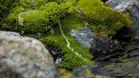 Healing water source 6 Stock Footage 82899740