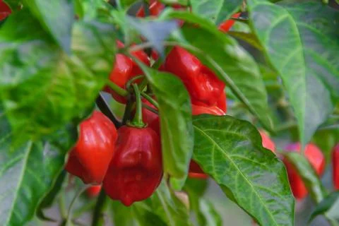 Health plant of chili pepper "Habanero Red", growing in a garden Stock Photos