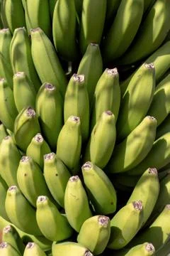 Healthy bananas fruit isolated Stock-Fotos
