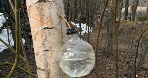 Healthy birch sap Stock Footage 106527128