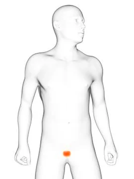 Healthy bladder; artwork Stock Illustration