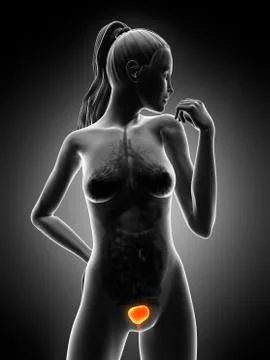 Healthy bladder, artwork Stock Illustration