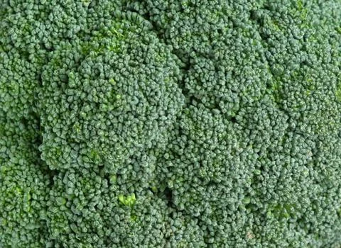 Healthy broccoli closeup Stock Photos