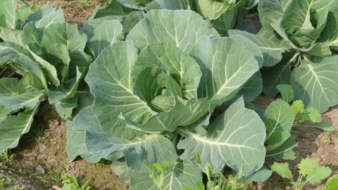 Healthy cabbage plants thriving Stock Footage 332536136