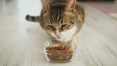 Healthy cat eats food with appetite. Care and maintenance of animals at home. Stock Footage 233070543