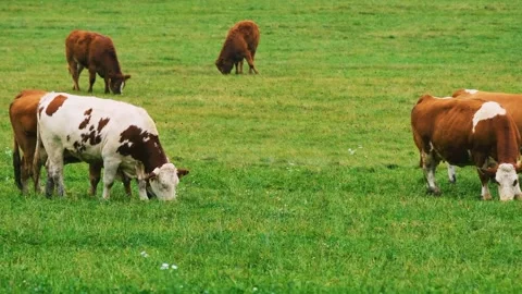 Healthy cattle Stock Footage 219861370