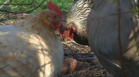 Healthy chicken picking bread Stock Footage 704262