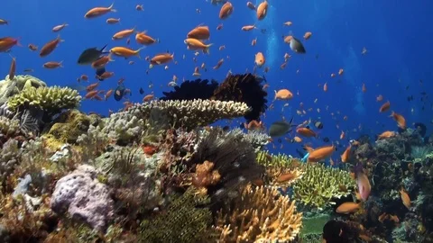 Healthy Coral Reef Fly By Stock Footage