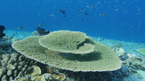 Healthy Coral Reef Stock Footage 314297387