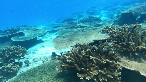 Healthy Coral Reef Stock Footage 314297460