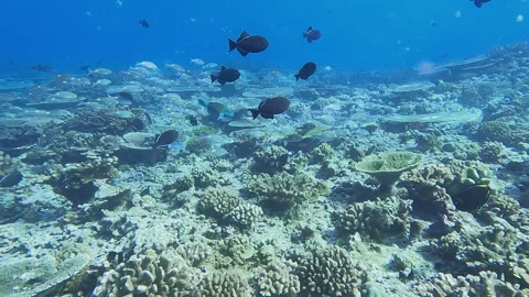 Healthy Coral Reef Stock Footage 314297502