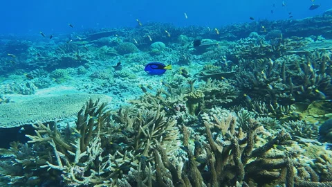 Healthy Coral Reef Stock Footage 314297655