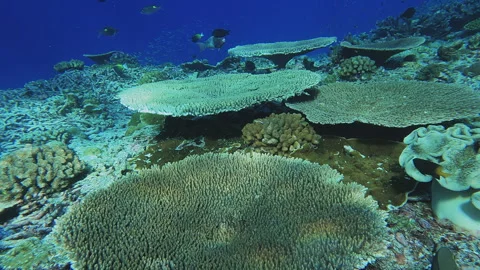 Healthy Coral Reef Stock Footage 314297748