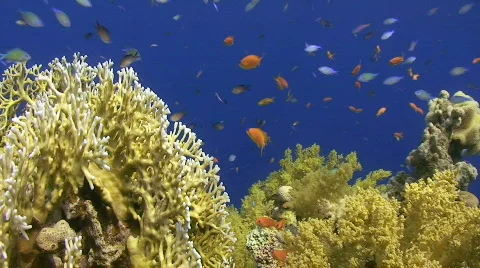 Healthy coral reef scene - Locked down shot Stock Footage