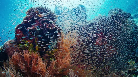 Healthy coral reef with tiny fish in Raja Ampat region in Indonesia. Underwater Video stock 258294717