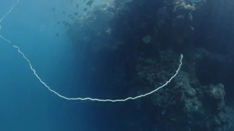 Healthy corals and school of fish swim near the coral reef in the Misool Stock Footage 346620865