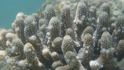 Healthy corals of the coral reef in the Misool Archipelago, Raja Ampat, Stock Footage 346613489