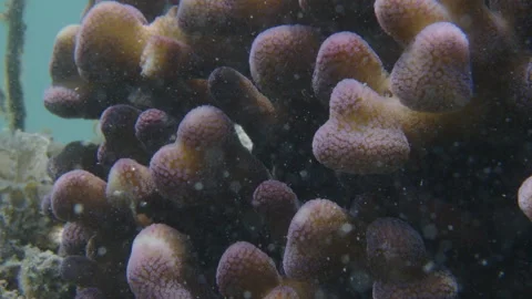 Healthy corals of the coral reef in the Misool Archipelago, Raja Ampat, Stock Footage 346614375
