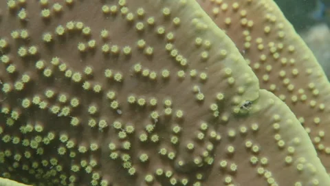 Healthy corals of the coral reef in the Misool Archipelago, Raja Ampat, Stock Footage 346614700