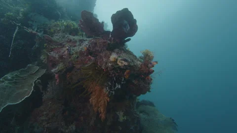Healthy corals of the coral reef in the Misool Archipelago, Raja Ampat, Stock Footage 346617201