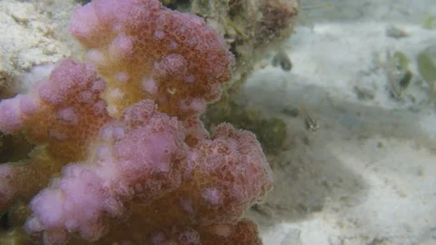 Healthy corals of the coral reef in the Misool Archipelago, Raja Ampat, Stock Footage 346622058