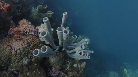 Healthy corals of the coral reef in the Misool Archipelago, Raja Ampat, Stock Footage 346631601