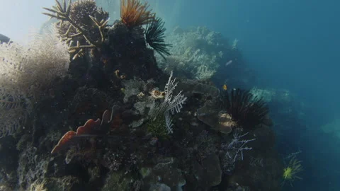 Healthy corals of the coral reef in the Misool Archipelago, Raja Ampat, Stock Footage 346633533