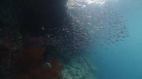 Healthy corals of the coral reef in the Misool Archipelago, Raja Ampat, Stock Footage 346634571
