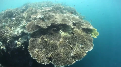 Healthy Corals Stock Footage 52221038