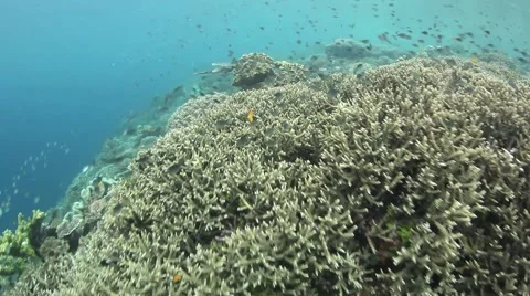Healthy Corals on Reef Stock-Footage 49561360