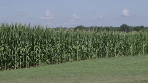 Healthy corn crops in field Stock Footage 137620212