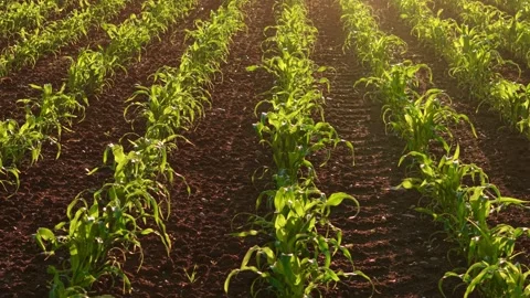 Healthy corn sprouts planted in neat rows across productive farmland at sunset Stock Footage 337878772