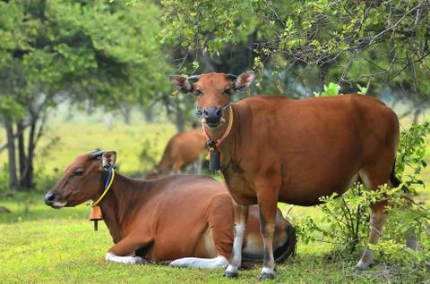Healthy cow Stock Photos