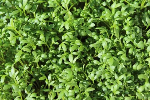 Healthy cress background Stock Photos