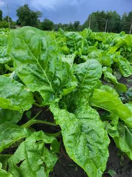 Healthy cultivar beetroot leaf texture Stock Photos