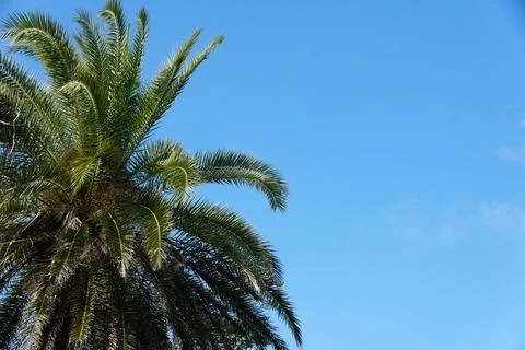 A healthy Date Palm tree extend upward against a clear, vibrant blue sk Stock Photos