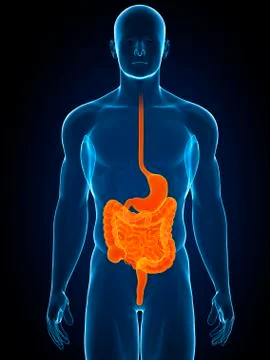 Healthy digestive system, artwork Stock Illustration