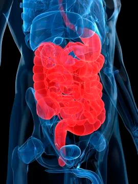 Healthy digestive system, artwork Stock Illustration