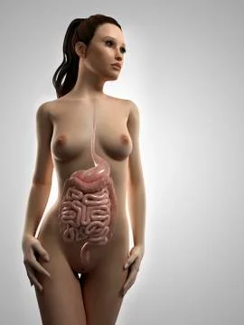 Healthy digestive system, artwork Stock Illustration