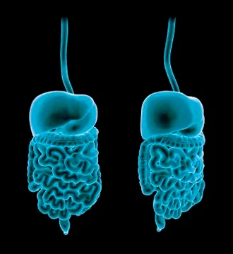 Healthy digestive system; artwork Stock Illustration