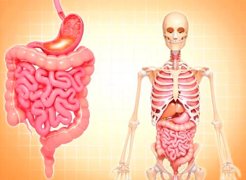 Healthy digestive system; artwork Stock Illustration